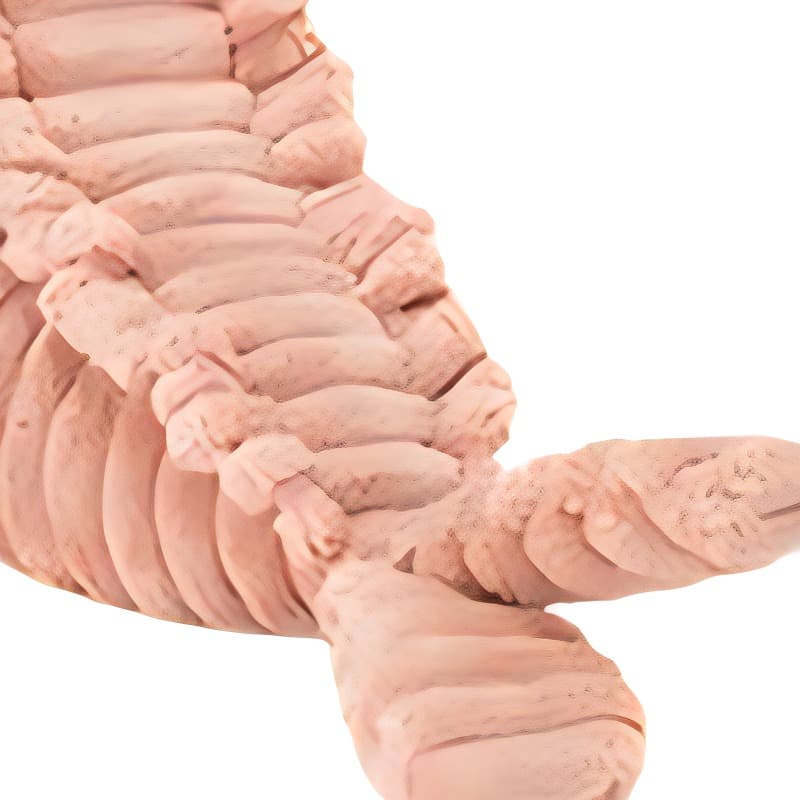 Мягкая игрушка JELLYCAT 22cm - изображение 3