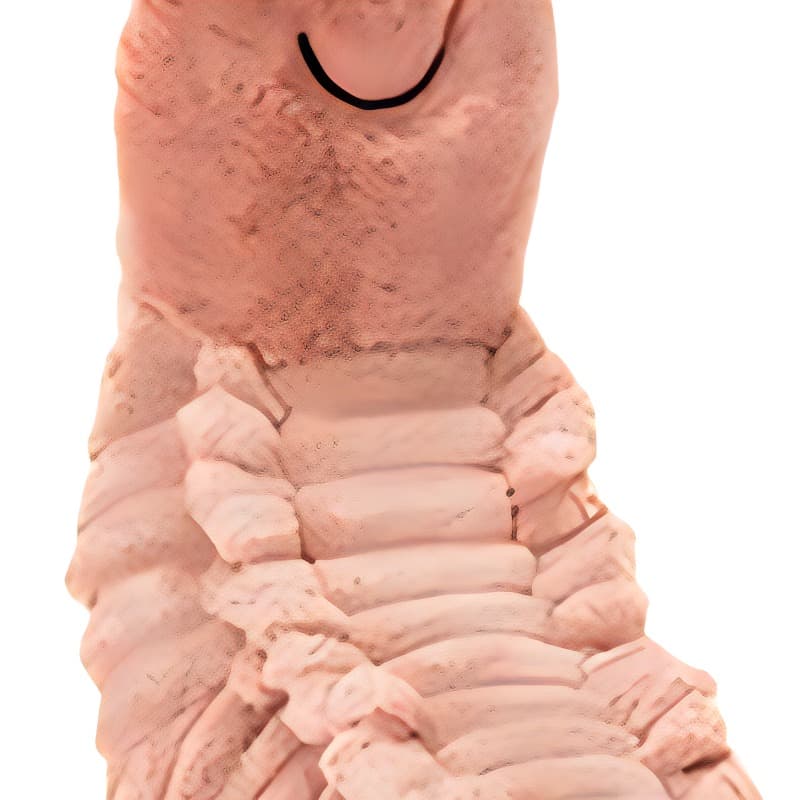 Мягкая игрушка JELLYCAT 22cm - изображение 4